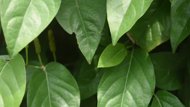 Javanese long pepper (Piper retrofractum), also known as Cabai Jawa or Cabai Jamu, a flowering vine native to Java island cultivated for its dried fruit and used as a spice and seasoning.