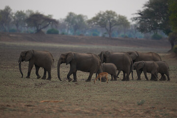 Fototapeta premium Herd of African Elephant (Loxodonta africana) in grassland dotted with trees in South Luangwa National Park, Zambia