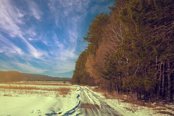 Dirt road cowered with snow. Pine forest along road in sunny day. Snowy winter.  Rural landscape.