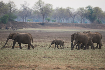 Herd of African Elephant (Loxodonta africana) in grassland dotted with trees in South Luangwa National Park, Zambia