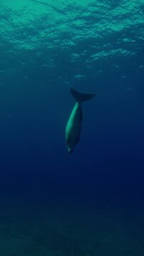 Vertical footage, Sea cow dives down from the surface of the water to the seabed and quickly swims away, Wide-angle shot, Slow motion of Marine Sirenia, Dugong dugon