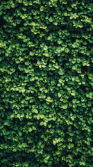 Fototapeta premium Tall Hedge Green Texture