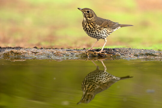 Song thrush at a watering point in a Mediterranean forest in the last light of an autumn day