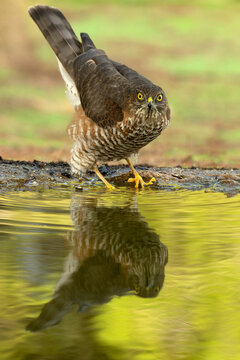 Two-year-old male Eurasian sparrow hawk at a watering point in a Mediterranean forest of pines and oaks in the early light of an autumn day