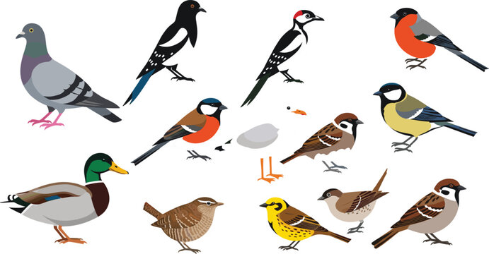 Large set of common bird vector illustrations featuring mallard duck pigeon sparrow woodpecker magpie and songbirds isolated on white background for wildlife nature education design