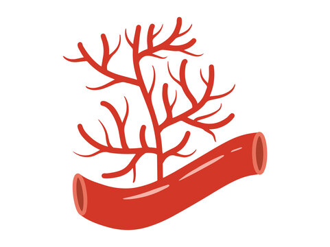 Blood Vessel Angiogenesis Clip Art
