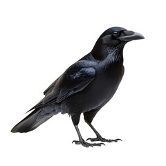 Realistic black crow standing in profile for gothic art, Halloween decor, and witchcraft themes. Symbolic bird clipart isolated on transparent background for mystical posters and book covers.