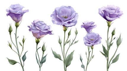 Set of purple eustoma flowers and green buds in an elegant watercolor style. Lisianthus floral elements for greeting card or botanical design. Isolated on a transparent background.