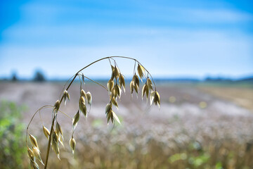 Close-up of oat plant stalk with grains against a blurred field and blue sky