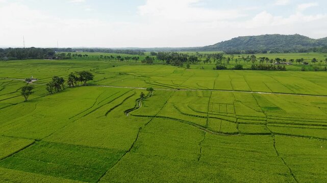 Aerial View of Lush Green Rice Fields in Yogyakarta, with single lane road.