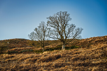 Pair of trees on Brough Law, a hill at the Breamish Valley, a scenic river valley in Northumberland, England, in the National Park. It&rsquo;s known for its rolling hills, at the foot of the Cheviot Hills