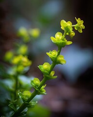 Close Up Of  Yellow Flowers On Green Stems