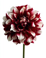 Stunning Red And White Dahlia
