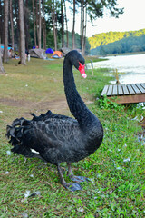 black swan  on the lake