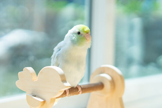 A Captive Forpus Parrotlet Perching on a Wooden Stand by a Sunlit Window with Soft Pastel Background