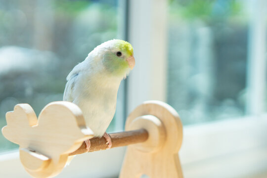 A Captive Forpus Parrotlet Perching on a Wooden Stand by a Sunlit Window with Soft Pastel Background