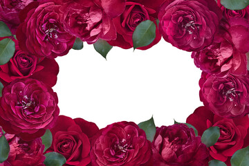 Frame with red roses on white background. Red roses close-up