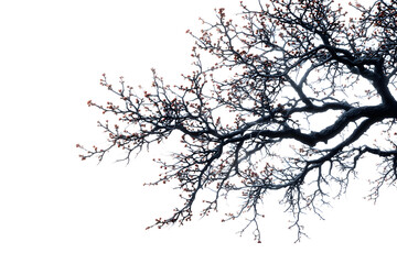 A stark silhouette of alder tree branches isolated on white