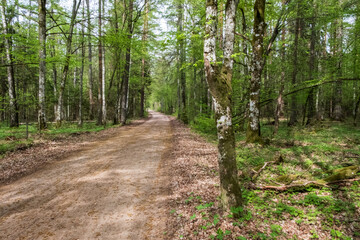 Obraz premium Gravel road in the Bialowieza Forest, spring, Poland