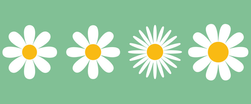 Minimalist retro daisy illustration set: four different white chamomile flowers with sunny yellow centers on a calming sage green background.