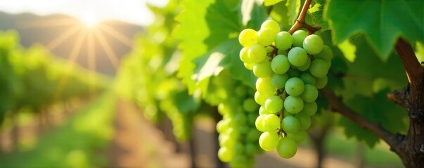 Sun-drenched bunches of vibrant green grape leaves hanging heavy on the vine, ready for harvest  A picturesque scene from a lush vineyard ,  sunlit grape leaves,  nature,  green leaves