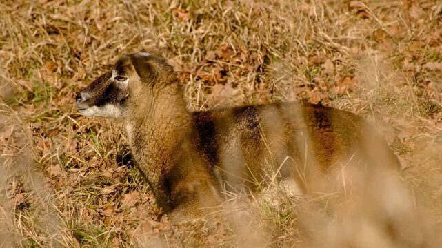 Close-up of female mouflon chewing grass while resting in dry meadow, partially hidden by foreground grass