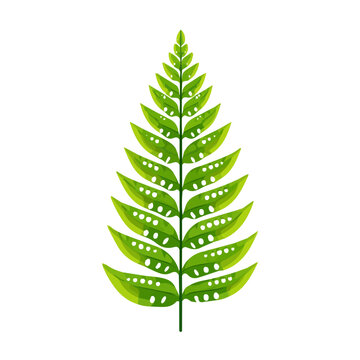 2D minimalist flat vector of a Boston Sword Fern, contemporary clean design isolated on white.