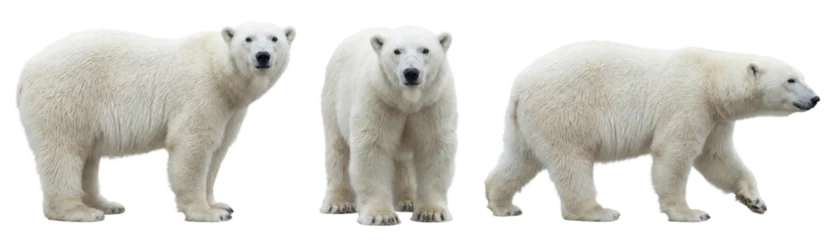 Polar bear isolated on transparent background © Trixy