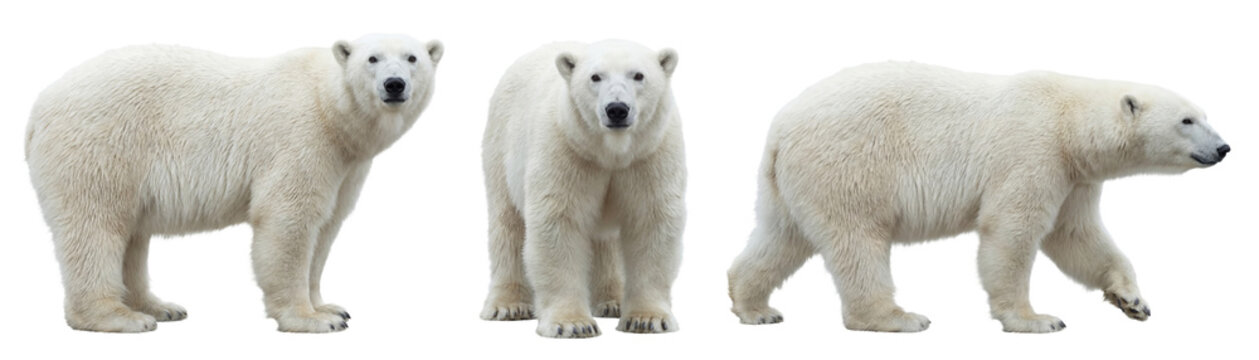 Polar bear isolated on transparent background