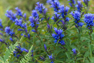Obraz premium Gentian Flowers in Carpathian Meadow, Ukraine