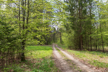 Obraz premium Gravel road in the Bialowieza Forest, spring, Poland