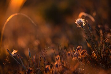 Obraz premium Sunset wild flowers in field. Dandelion in sunlight