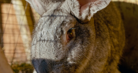 Naklejka premium Soft furred gray rabbit basking in golden morning sunlight, resting peacefully inside rustic wooden hutch during tranquil sunrise moment