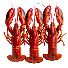 Three cooked red lobsters, posed head up, with claws raised against a black background