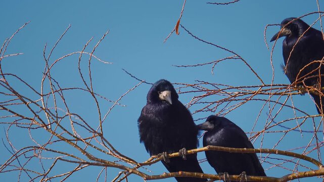 Crows on Bare Winter Branches