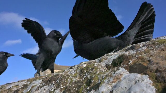 Jackdaws (Corvus monedula) in closeup competing for food left on a stone wall. January, Kent, UK. [Slow motion x10]