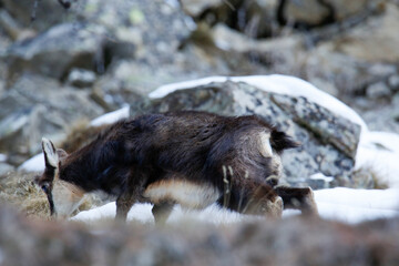 Cucciolo di camoscio nella neve. Parco nazionale del Gran Paradiso, Val d'Aosta, Valeille.