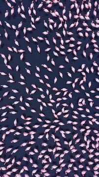 Many flamingos gather in a body of water in a tropical area under a clear sky. Their pink bodies create a striking contrast with the dark water below.