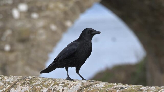 Carrion Crow (Corvus corone) framed by the arch of a bridge, taking off from a stone wall. January, Kent, UK [Slow motion x5]