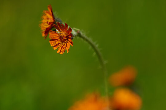 Orangerotes Habichtskraut (Hieracium aurantiacum )	
