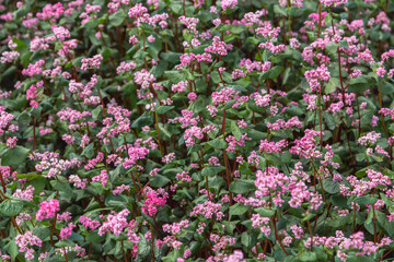 Obraz premium Red buckwheat flowers on the field. Blooming buckwheat. Buckwheat field on a summer sunny day. 