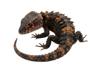 A unique lizard with a textured, scaly body and striking features showcased vividly.