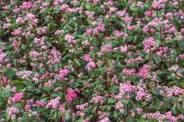 Red buckwheat flowers on the field. Blooming buckwheat. Buckwheat field on a summer sunny day. 