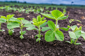 Obraz premium Fresh green soy plants on the field in spring. Rows of young soybean plants 