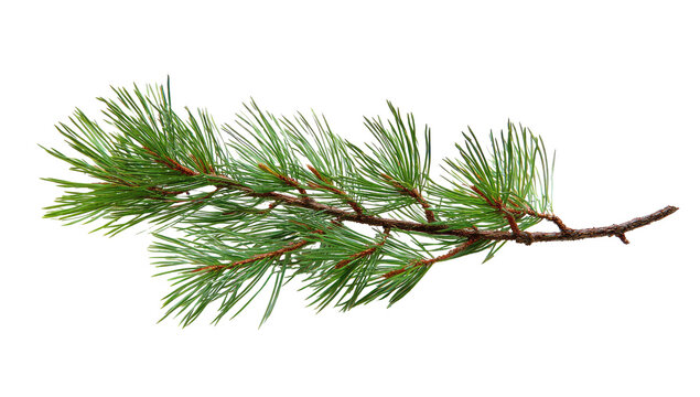 Close-up of a pine branch with vibrant green needles.