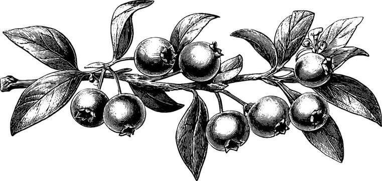 Cranberry plant botanical illustration for vintage prints and designs