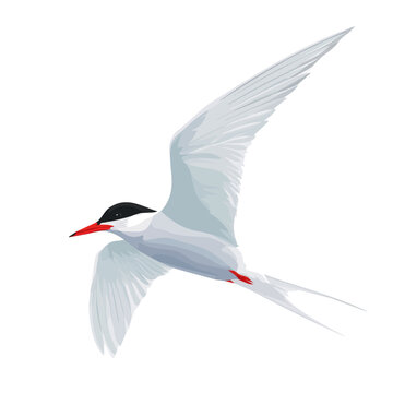 2D minimalist flat vector of a Tern, contemporary clean design isolated on white.