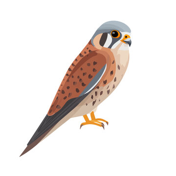 Modern flat 2D vector illustration of a Kestrel, minimal design style on a white background.