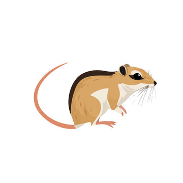 Clean 2D flat vector depiction of a Kangaroo Rat, designed in minimalist modern style with white background.