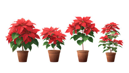Five poinsettia plants in terracotta pots, varying in size